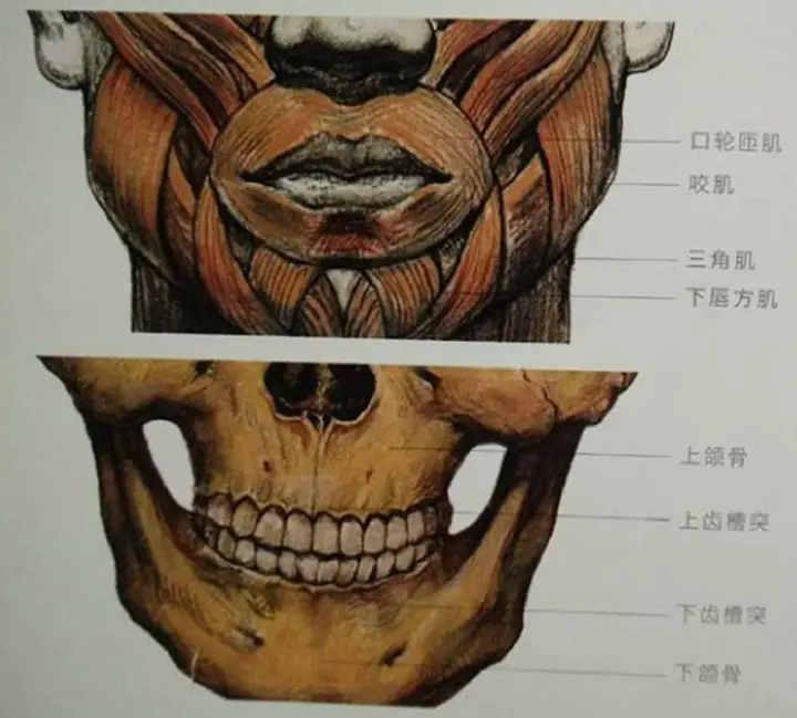 素描嘴巴的结构画法？素描嘴巴如何刻画